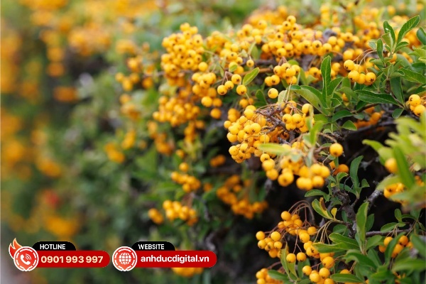 canon rf 85mm vcm review 9