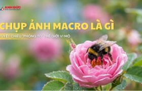 Chụp Ảnh Macro Là Gì? Tuyệt Chiêu "Phóng To" Thế Giới Vi Mô Từ Chuyên Gia