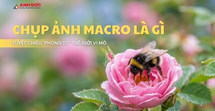 Chụp Ảnh Macro Là Gì? Tuyệt Chiêu "Phóng To" Thế Giới Vi Mô Từ Chuyên Gia