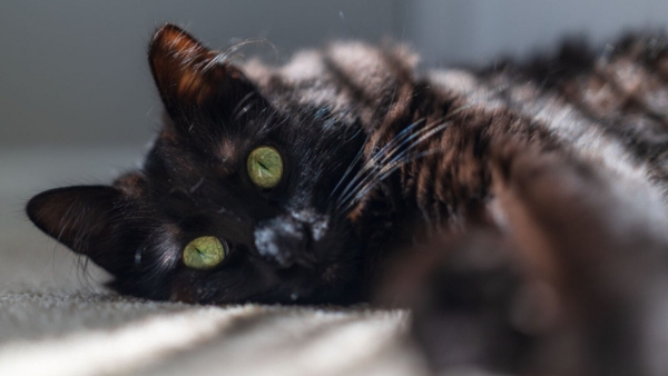 Hình ảnh mẫu được chụp bởi Canon EOS R6 Mark III