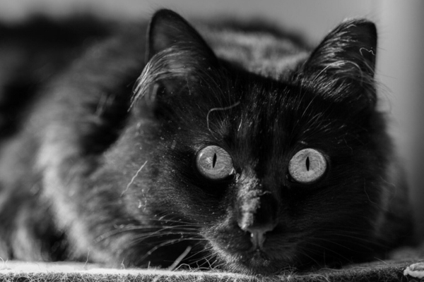 Hình ảnh mẫu được chụp bởi Canon EOS R6 Mark III