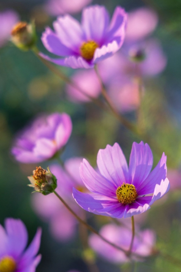 Hình ảnh mẫu được chụp bởi Canon EOS R6 Mark III