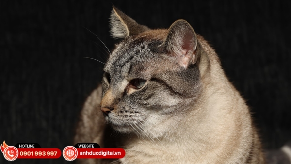 Hệ thống lấy nét tự động Dual Pixel CMOS AF II trọn vẹn