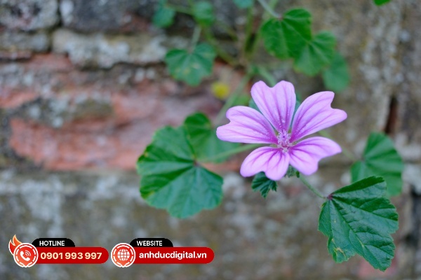 Vùng hậu cảnh bị xóa phông của ống kính này chưa thực sự đẹp