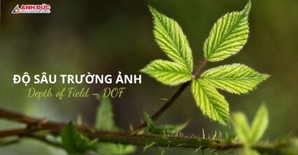Độ sâu trường ảnh là gì? Bí quyết tạo nên những bức ảnh có chiều sâu chuyên nghiệp