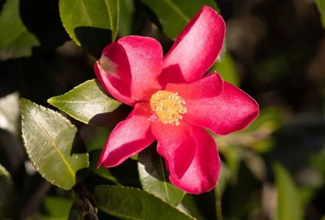 Chống rung IS 5 stops giúp bắt trọn chi tiết sắc nét ngay cả khi chụp cầm tay