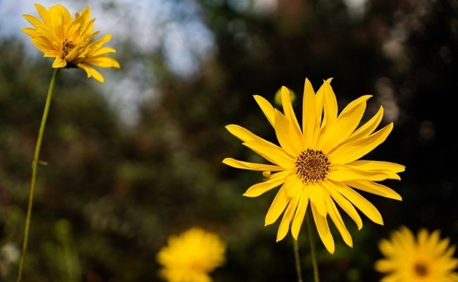 Linh hoạt cân mọi thể loại từ phong cảnh đến cận cảnh chỉ với một vòng xoay zoom