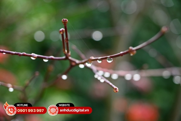 Ống kính có khả năng xóa phông khá ấn tượng khi sử dụng tiêu cự 50mm