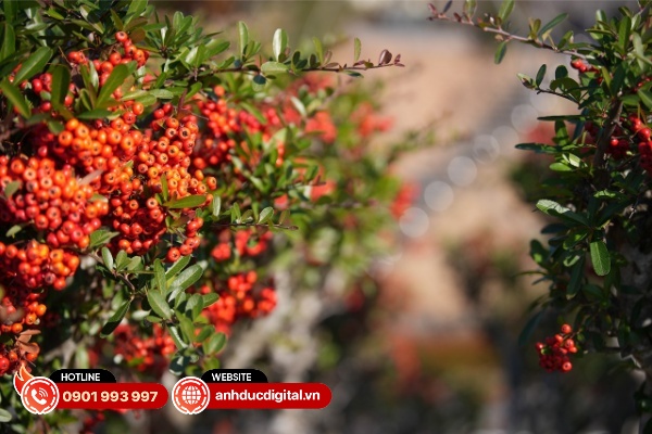 nikkor z 70-200mm vr s ii sp1