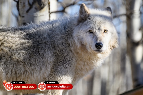 nikkor z 70-200mm vr s ii sp2