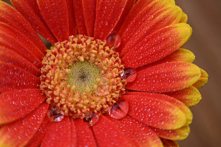 Dễ dàng tiến sát chủ thể để ghi lại chi tiết nhỏ trong đời sống hằng ngày