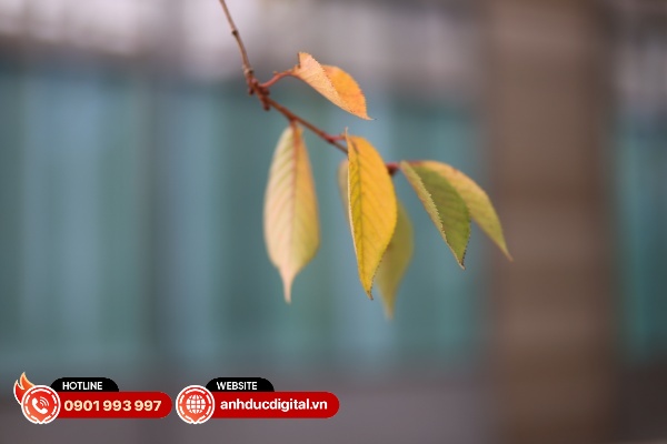 Mặt phẳng nét có thể không chính xác khi chụp ở khẩu độ lớn