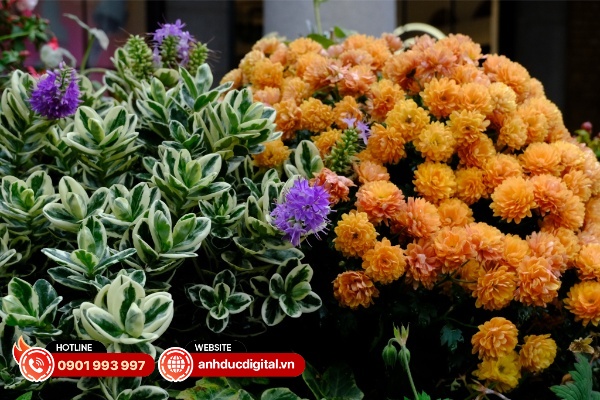 Ảnh chụp từ Fujifilm X-T30 III