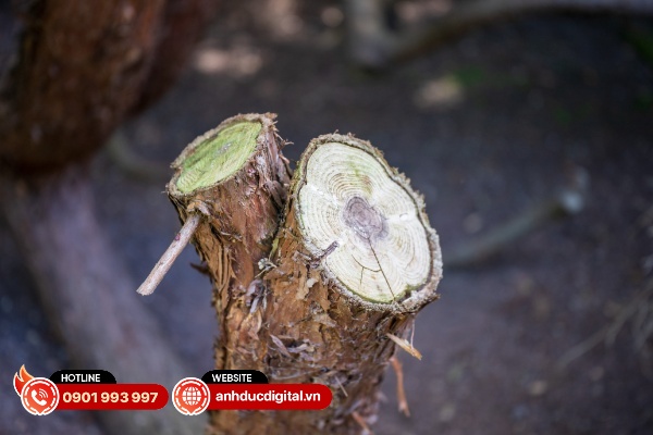 Nikkor Z 24 – 70mm F/2.8 S II có khả năng xóa phông đẹp mắt và mịn màng