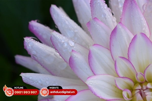 Nikkor Z 24 – 70mm F/2.8 S II có khả năng chụp cận cảnh chủ thể ấn tượng