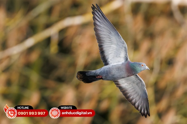 Hệ thống nhận diện của Canon đủ đơn giản nhưng vẫn đủ độ tinh vi