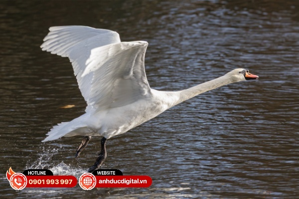 Canon EOS R6 Mark III có tỉ lệ lấy nét chính xác là rất cao