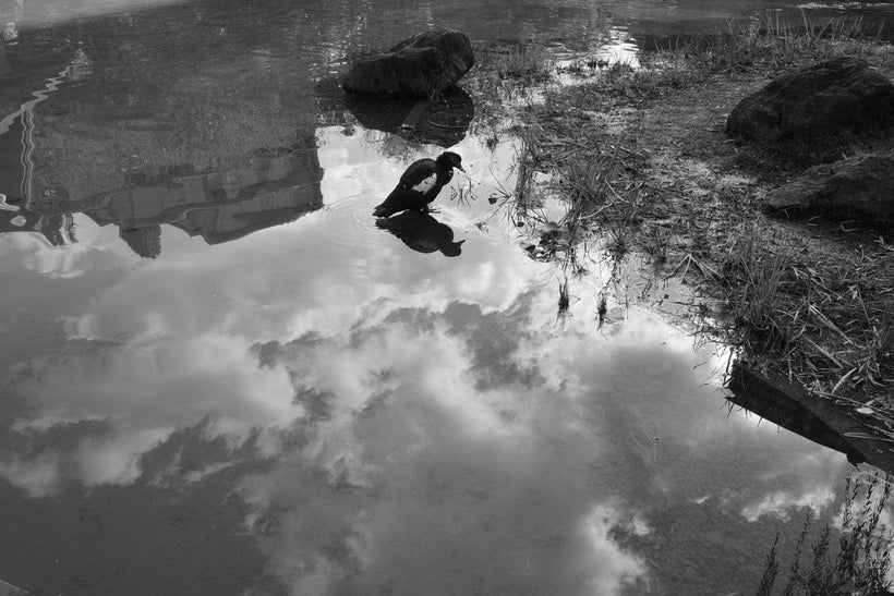 Ricoh GR IV Monochrome tái hiện texture rõ ràng, mang lại cảm xúc trong ảnh documentary và đời thường.