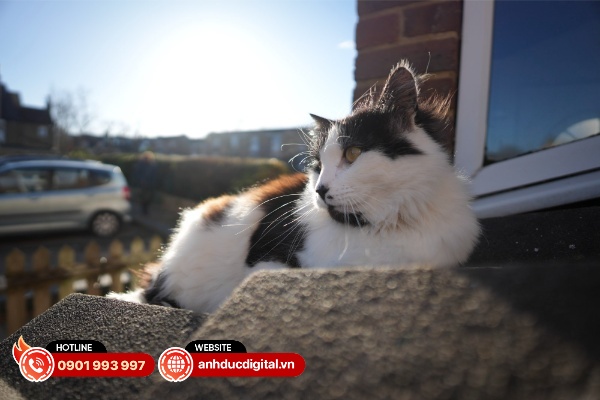 Sigma 12mm F1.4 DC Contemporary có khả năng xóa phông khá ấn tượng