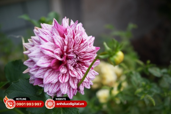 Chiếc máy có rất nhiều tùy chọn để tùy chỉnh và tinh chỉnh hệ thống lấy nét