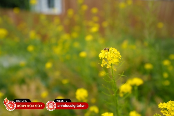 Các hiện tượng quang sai diễn ra tương tự trên cả hai hệ ngàm Nikon và Sony