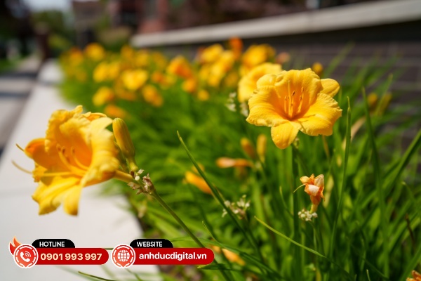 Ống kính có khả năng xóa phông ở mức vừa phải
