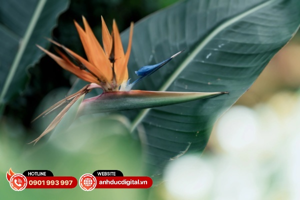 Sigma 135mm F1.4 DG ART gặp hiện tượng biến dạng đặc trưng của tiêu cự tele