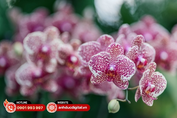 Sigma 135mm F1.4 DG ART có khả năng xử lý quang sai tốt hơn