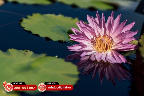 Sigma 135mm F1.4 DG ART có độ sắc nét và chi tiết toàn ảnh tốt trong phạm vi F2.8 - F8