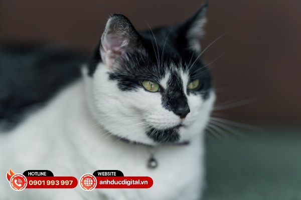 Sigma 135mm F1.4 DG ART là một ống kính có độ sắc nét ấn tượng