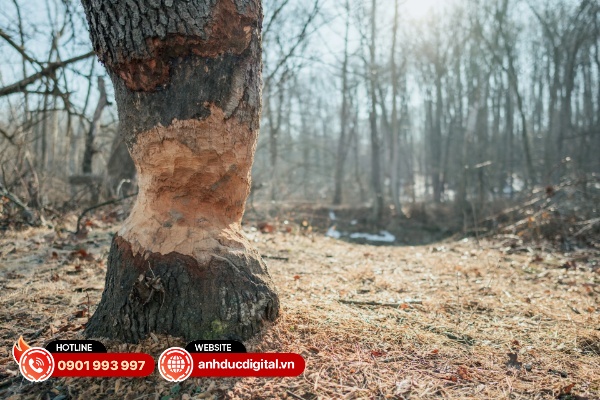 Các hiện tượng quang sai cũng được xử lý tương đối tốt