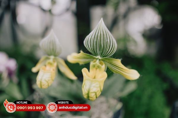 Sigma 15mm F1.4 DC có khả năng xóa phông khá đẹp