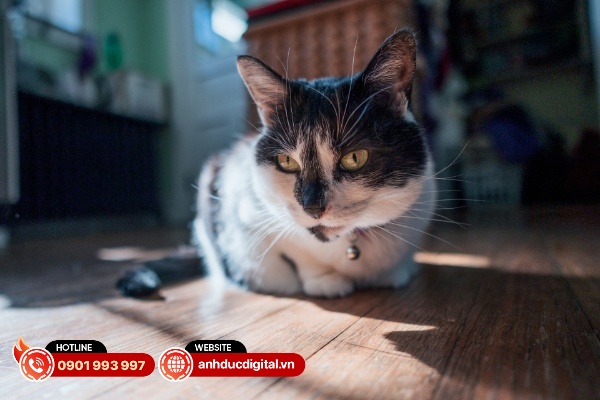 Sigma 15mm F1.4 DC có khả năng lấy nét rất nhanh và chính xác