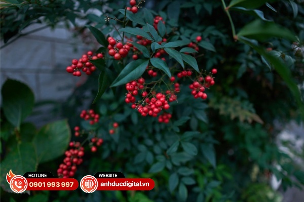 Ảnh chụp từ Sigma 15mm F1.4 DC Contemporary