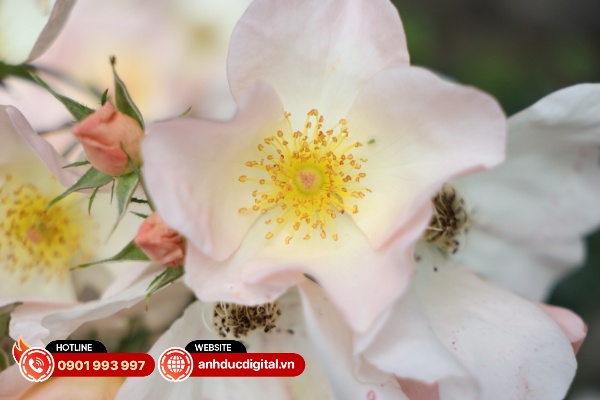 Sigma 17 – 40mm F/1.8 DC Art có khả năng xử lý quang sai khá tốt khi các quang sai màu