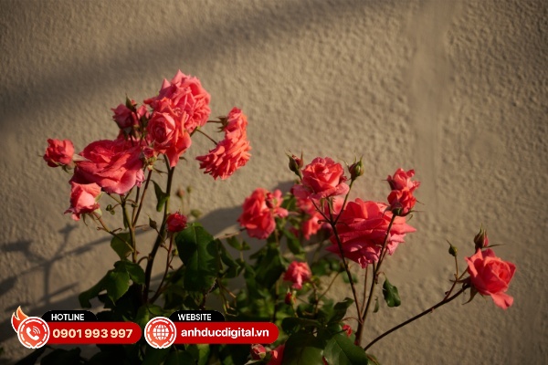 sigma 17-40mm s1