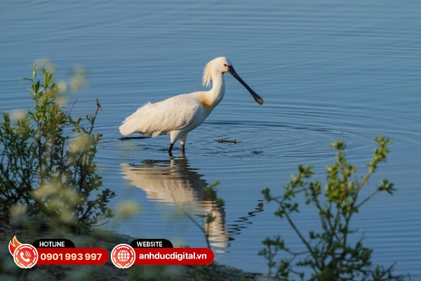 Ống kính đạt độ sắc nét tốt ở vùng trung tâm và giữa khung hình và giảm dần về các góc ở khẩu độ lớn
