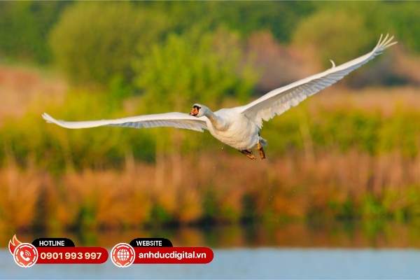 Hiệu ứng xóa phông bằng tiêu cự trên Sigma 300-600mm F4 cũng tương đối án tượng
