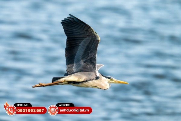Sigma 300-600mm F4 DG OS Sports có tốc độ lấy nét đủ nhanh, phản hồi tốt và dứt khoát