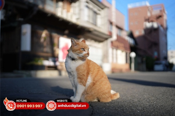 Ảnh chụp từ Sigma 35mm F1.4 DG II Art