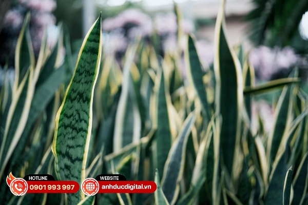 Sigma 35mm F1.4 DG II ART đạt độ nét tốt ngay cả khi chụp ở khẩu độ lớn