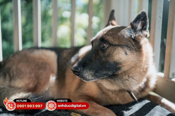 Các hiện tượng quang sai trên Sigma 35mm F1.2 DG II Art được xử lý khá tốt, ngoại trừ tối viền