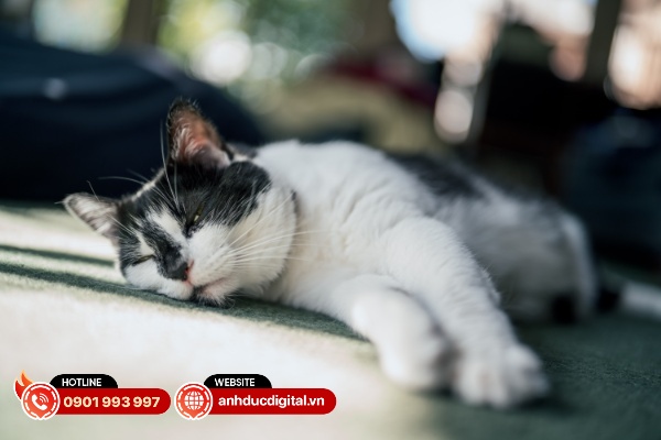 Sigma 35mm F1.2 DG II Art có khả năng xóa phông tương đối mềm mịn