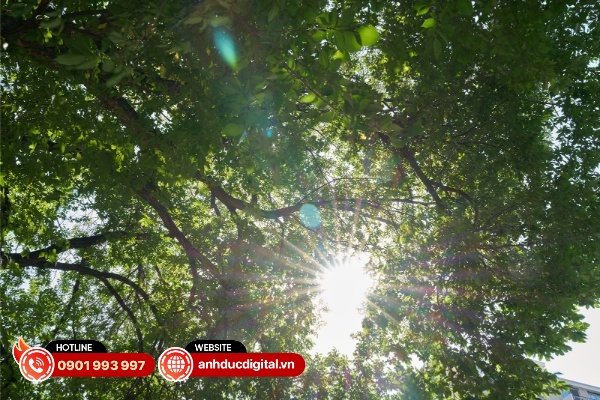 Sigma 35mm F1.2 DG II Art có khả năng chống lóa sáng chỉ ở mức khá tốt