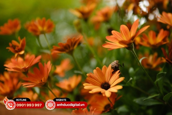 Sigma 30mm F1.4 DC DN xử lý tốt hiện tượng quang sai và bóng mờ