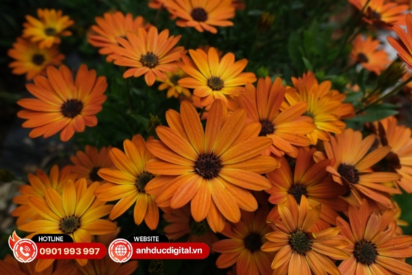 Sigma 16mm F1.4 DC DN đạt độ sắc nét toàn ảnh tốt nhất ở F5.6