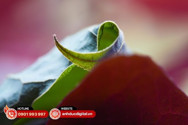 Sony FE 100mm F2.8 Macro GM OSS gần như không có hiện tượng biến dạng và quang sai đáng kể