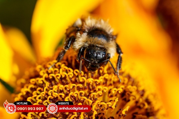  Sony FE 100mm F2.8 Macro GM OSS có khả năng xóa phông ấn tượng và mịn màng