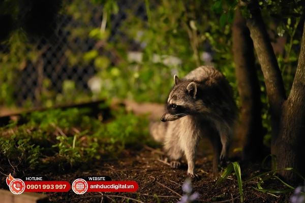 Ảnh chụp từ Sony A7R VI với ISO 12800