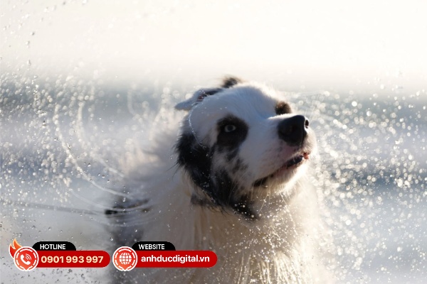 Sony Alpha A7 V và Sony Alpha A7 IV đều đạt tốc độ chụp liên tục tối đa 10fps với màn trập cơ học